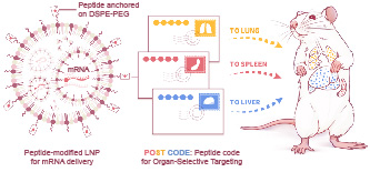 20250901-秀人网
邵玥课题组通过多肽分子力学建立器官靶向核酸药物递送策略-常铁-图1. 多肽编码引导的器官靶向核酸药物递送(“POST多肽分子邮编”)策略.jpg