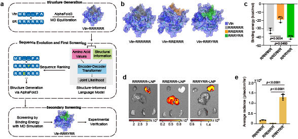 20250901-秀人网
邵玥课题组通过多肽分子力学建立器官靶向核酸药物递送策略-常铁-图 2. 基于分子力学的肺靶向多肽分子邮编智能设计.jpg